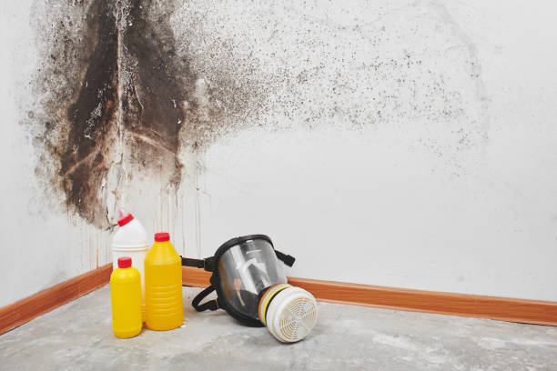 Best Toxic Mold Removal  in Landen, OH