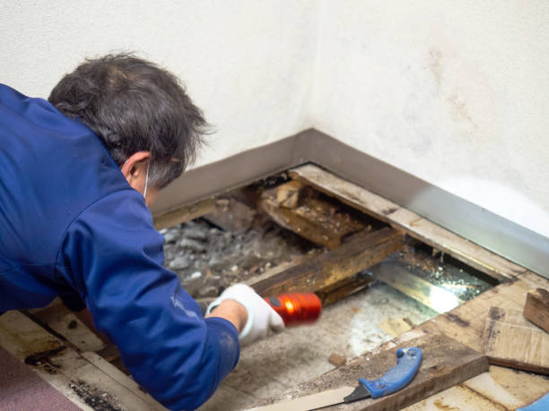 Best Commercial Mold Removal  in Landen, OH