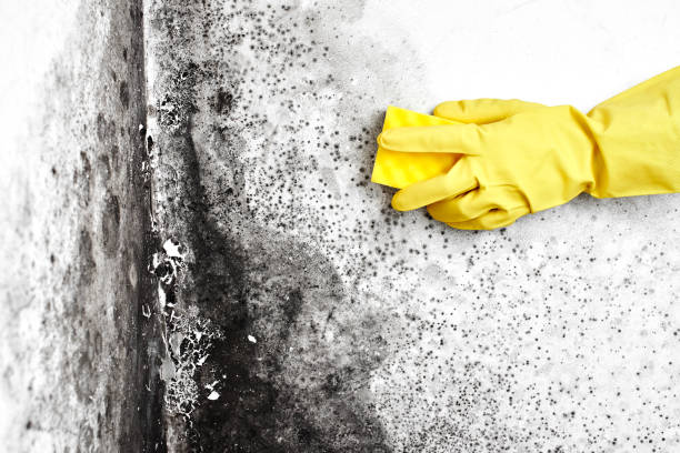 Best Mold Cleaning Services  in Landen, OH