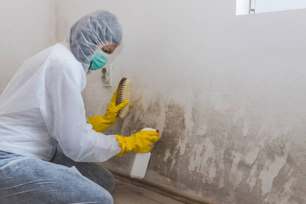 Best Mold Remediation  in Landen, OH