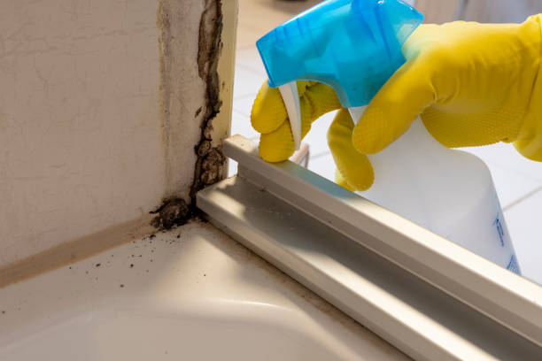 Best Mold Damage Repair  in Landen, OH