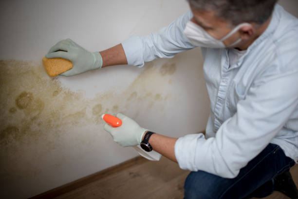 Best Local Mold Removal Service  in Landen, OH