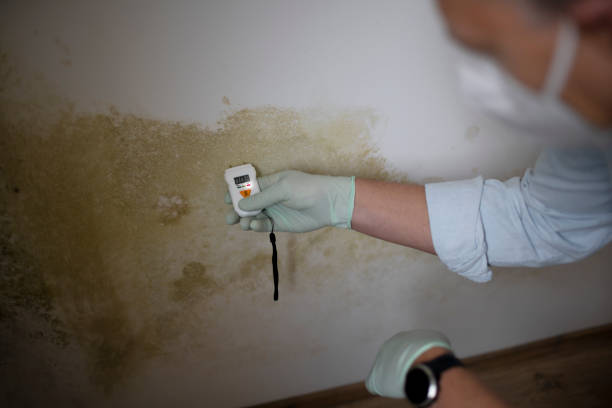 Best Affordable Mold Removal  in Landen, OH