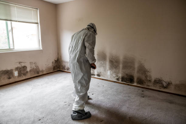 Best Certified Mold Removal  in Landen, OH