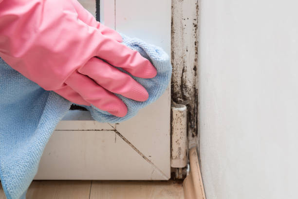 Best Professional Mold Removal  in Landen, OH