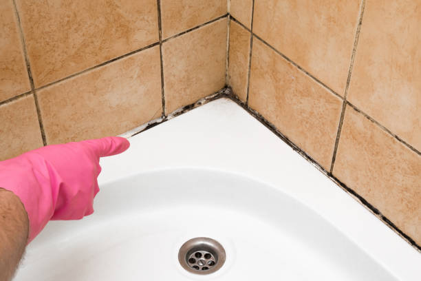 Best Local Mold Removal Service  in Landen, OH